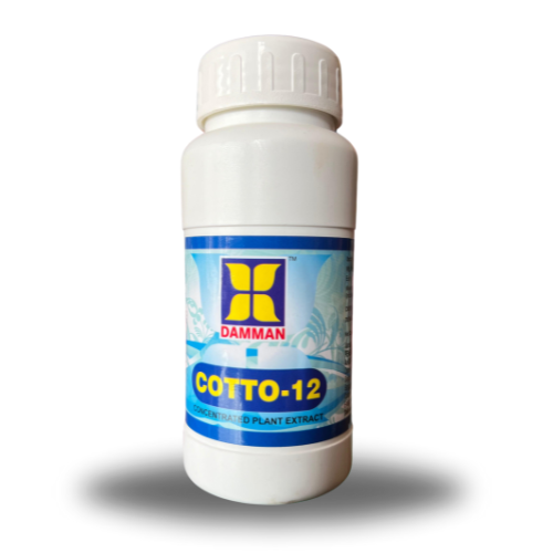damman cotto 12